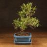 Бонсай азалия 30см фото 1 &mdash; Luxury Plants