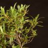 Бонсай азалия 30см фото 3 &mdash; Luxury Plants