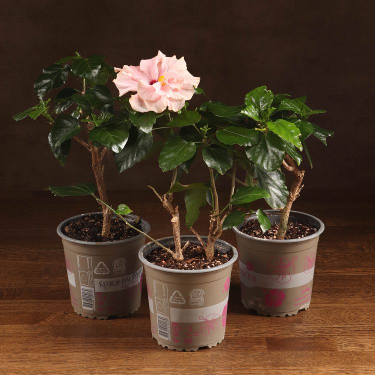 Гибискус микс 40/12 фото 1 &mdash; Luxury Plants