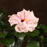 Гибискус микс 40/12 фото 2 &mdash; Luxury Plants