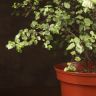 Питтоспорум тонколистный 60/23 фото 2 &mdash; Luxury Plants