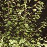 Питтоспорум тонколистный 60/23 фото 3 &mdash; Luxury Plants