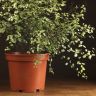 Питтоспорум тонколистный 60/23 фото 4 &mdash; Luxury Plants