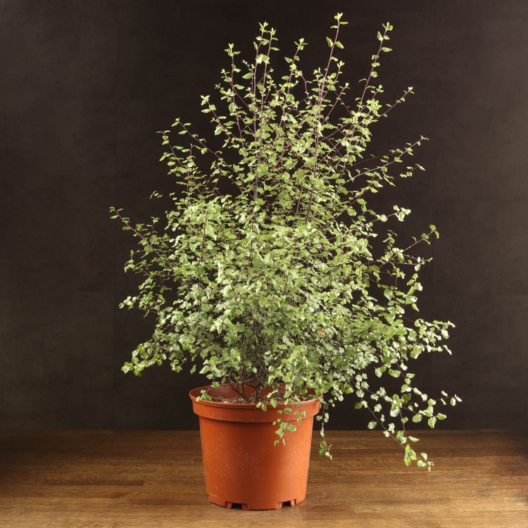 Питтоспорум тонколистный 60/23 фото 1 &mdash; Luxury Plants