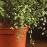 Питтоспорум тонколистный 60/23 фото 5 &mdash; Luxury Plants
