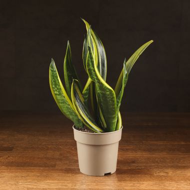 Сансевиерия Голден Флейм 30/12 &mdash; Luxury Plants