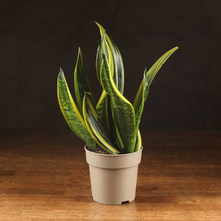 Сансевиерия Голден Флейм 30/12 фото 1 &mdash; Luxury Plants