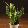 Сансевиерия Голден Флейм 30/12 фото 4 &mdash; Luxury Plants