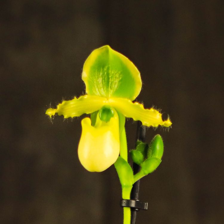 Орхидея Пафиопедилум Примулинум D12 фото 1 &mdash; Luxury Plants