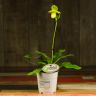 Орхидея Пафиопедилум Примулинум D12 фото 2 &mdash; Luxury Plants