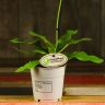 Орхидея Пафиопедилум Примулинум D12 фото 4 &mdash; Luxury Plants