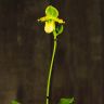 Орхидея Пафиопедилум Примулинум D12 фото 3 &mdash; Luxury Plants