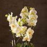 Орхидея Фаленопсис Мультифлора белая фото 2 &mdash; Luxury Plants