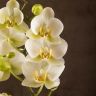 Орхидея Фаленопсис Мультифлора белая фото 4 &mdash; Luxury Plants