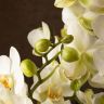 Орхидея Фаленопсис Мультифлора белая фото 5 &mdash; Luxury Plants