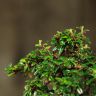 Бонсай Кизильник в бежевой плошке 20 см фото 3 &mdash; Luxury Plants