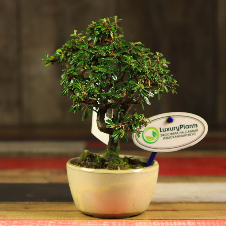 Бонсай Кизильник в бежевой плошке 20 см фото 1 &mdash; Luxury Plants
