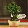 Бонсай Кизильник в бежевой плошке 20 см фото 1 &mdash; Luxury Plants