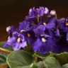 Фиалка темно-фиолетовая 15/12 фото 2 &mdash; Luxury Plants