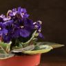 Фиалка темно-фиолетовая 15/12 фото 3 &mdash; Luxury Plants