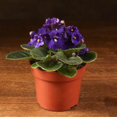 Фиалка темно-фиолетовая 15/12 &mdash; Luxury Plants