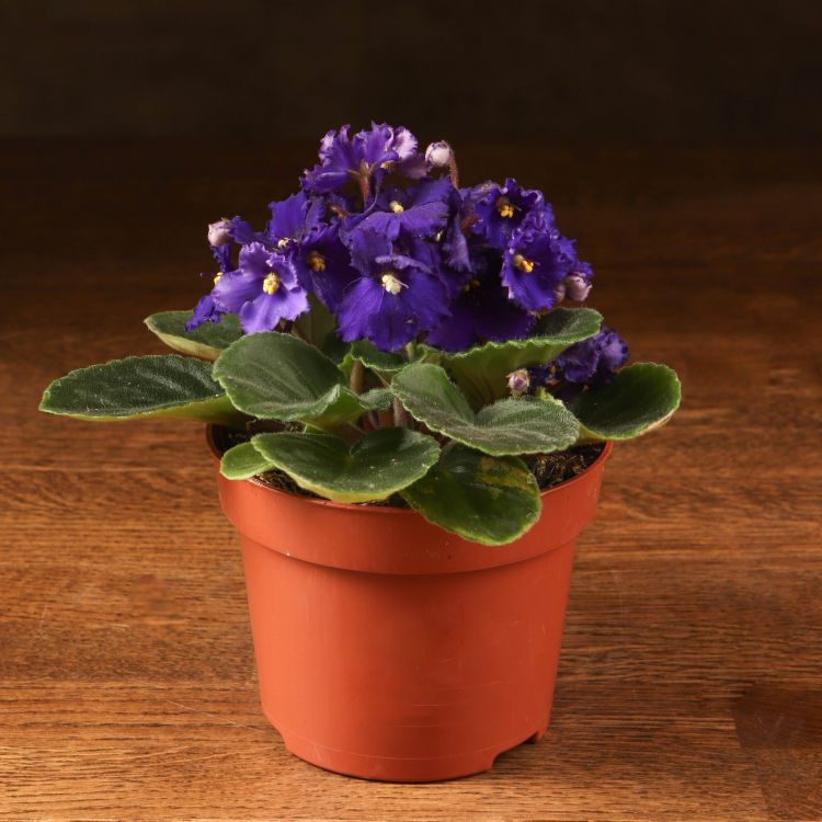 Фиалка темно-фиолетовая 15/12 фото 1 &mdash; Luxury Plants