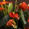 Антуриум Андрианум коралловый D12 фото 2 &mdash; Luxury Plants