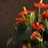 Антуриум Андрианум коралловый D12 фото 3 &mdash; Luxury Plants
