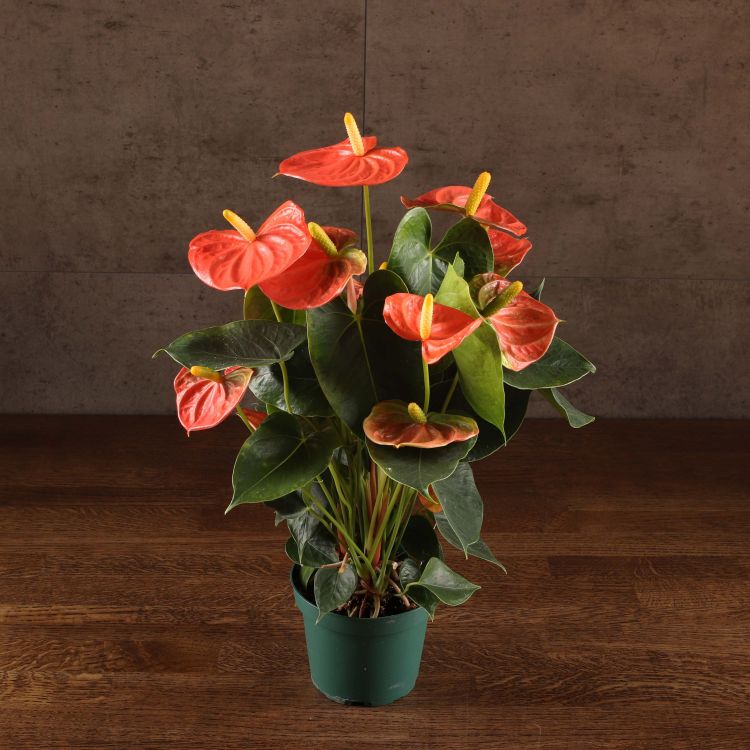 Антуриум Андрианум коралловый D12 фото 1 &mdash; Luxury Plants