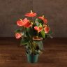 Антуриум Андрианум коралловый D12 фото 1 &mdash; Luxury Plants
