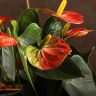 Антуриум Андрианум коралловый D12 фото 4 &mdash; Luxury Plants
