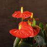 Антуриум Андрианум коралловый D12 фото 5 &mdash; Luxury Plants