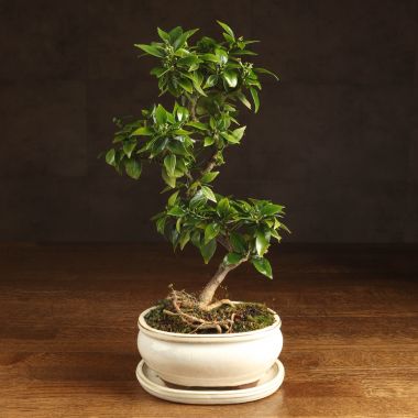 Бонсай Цитрус  Kinzu 38см &mdash; Luxury Plants