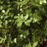 Питтоспорум Мидджет 45/23 фото 2 &mdash; Luxury Plants