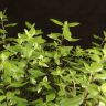Питтоспорум Мидджет 45/23 фото 3 &mdash; Luxury Plants