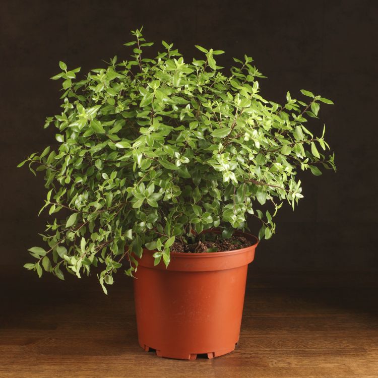 Питтоспорум Мидджет 45/23 фото 1 &mdash; Luxury Plants