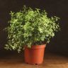 Питтоспорум Мидджет 45/23 фото 1 &mdash; Luxury Plants