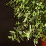 Питтоспорум Мидджет 45/23 фото 5 &mdash; Luxury Plants