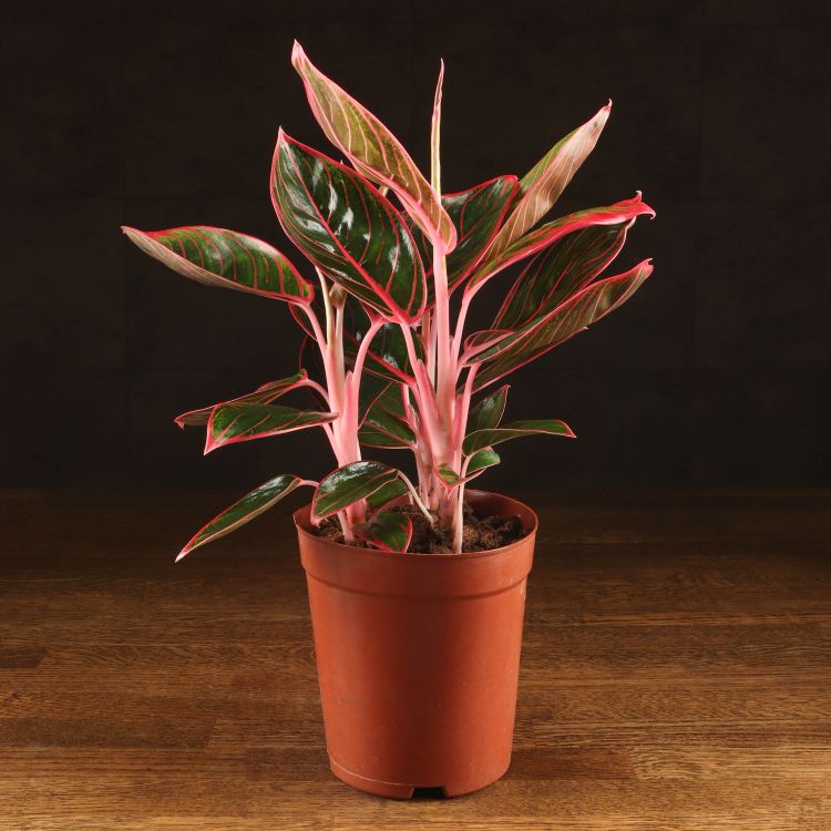 Аглаонема Тай Гибрид 30/14 фото 1 &mdash; Luxury Plants