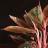 Аглаонема Тай Гибрид 30/14 фото 4 &mdash; Luxury Plants
