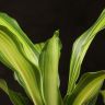 Драцена Лемон Лайм 25/9 фото 2 &mdash; Luxury Plants