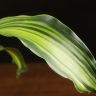 Драцена Лемон Лайм 25/9 фото 3 &mdash; Luxury Plants