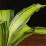Драцена Лемон Лайм 25/9 фото 4 &mdash; Luxury Plants