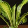 Драцена Лемон Лайм 25/9 фото 5 &mdash; Luxury Plants