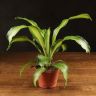 Драцена Лемон Лайм 25/9 фото 1 &mdash; Luxury Plants