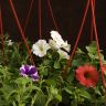 Петуния подвесная микс D23 фото 2 &mdash; Luxury Plants