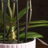 Орхидея Фаленопсис Аромио темно-розовая в фиолетовом кашпо фото 4 &mdash; Luxury Plants
