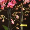 Орхидея Фаленопсис Аромио темно-розовая в фиолетовом кашпо фото 5 &mdash; Luxury Plants