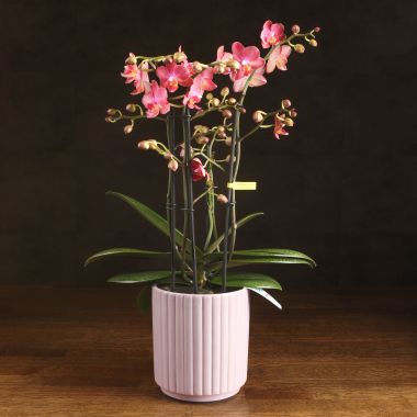 Орхидея Фаленопсис Аромио темно-розовая в фиолетовом кашпо &mdash; Luxury Plants