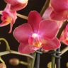 Орхидея Фаленопсис Аромио темно-розовая в фиолетовом кашпо фото 2 &mdash; Luxury Plants